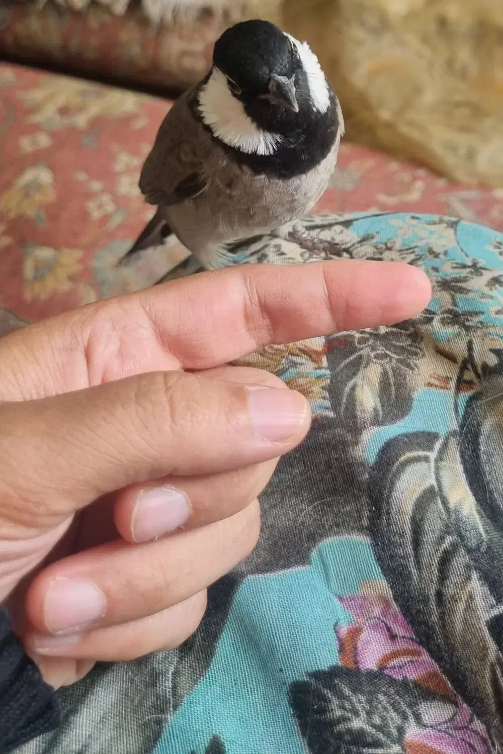 گمشده|حیوانات|شیراز, شهرک والفجر|دیوار