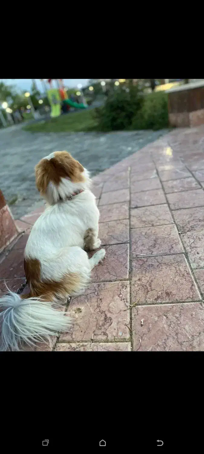 سگ گمشده|حیوانات|مشهد, خواجه ربیع|دیوار