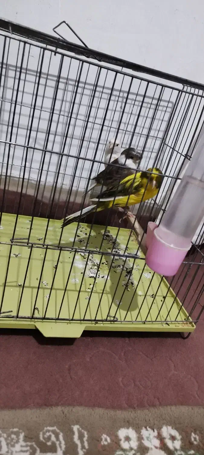 3 عدد قناری|پرنده|قرچک, باقرآباد|دیوار