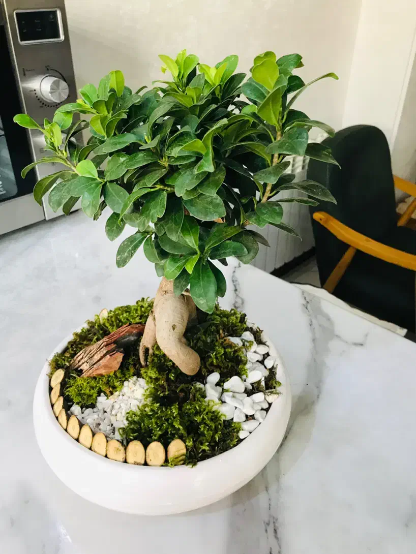 گل بونسای|گل و گیاه طبیعی|تهران, منیریه|دیوار