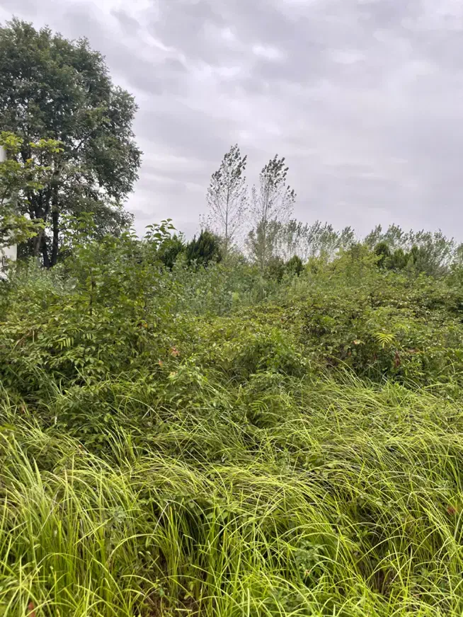 زمین به متراژ ۳۰۶ متر تک برگ سند با کاربری مسکونی|فروش زمین و ملک کلنگی|املش, |دیوار