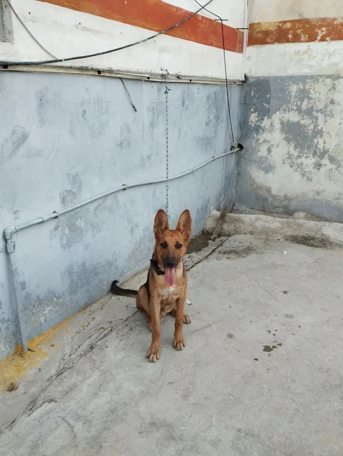 سگ ژرمن|سگ|نورآباد ممسنی, |دیوار