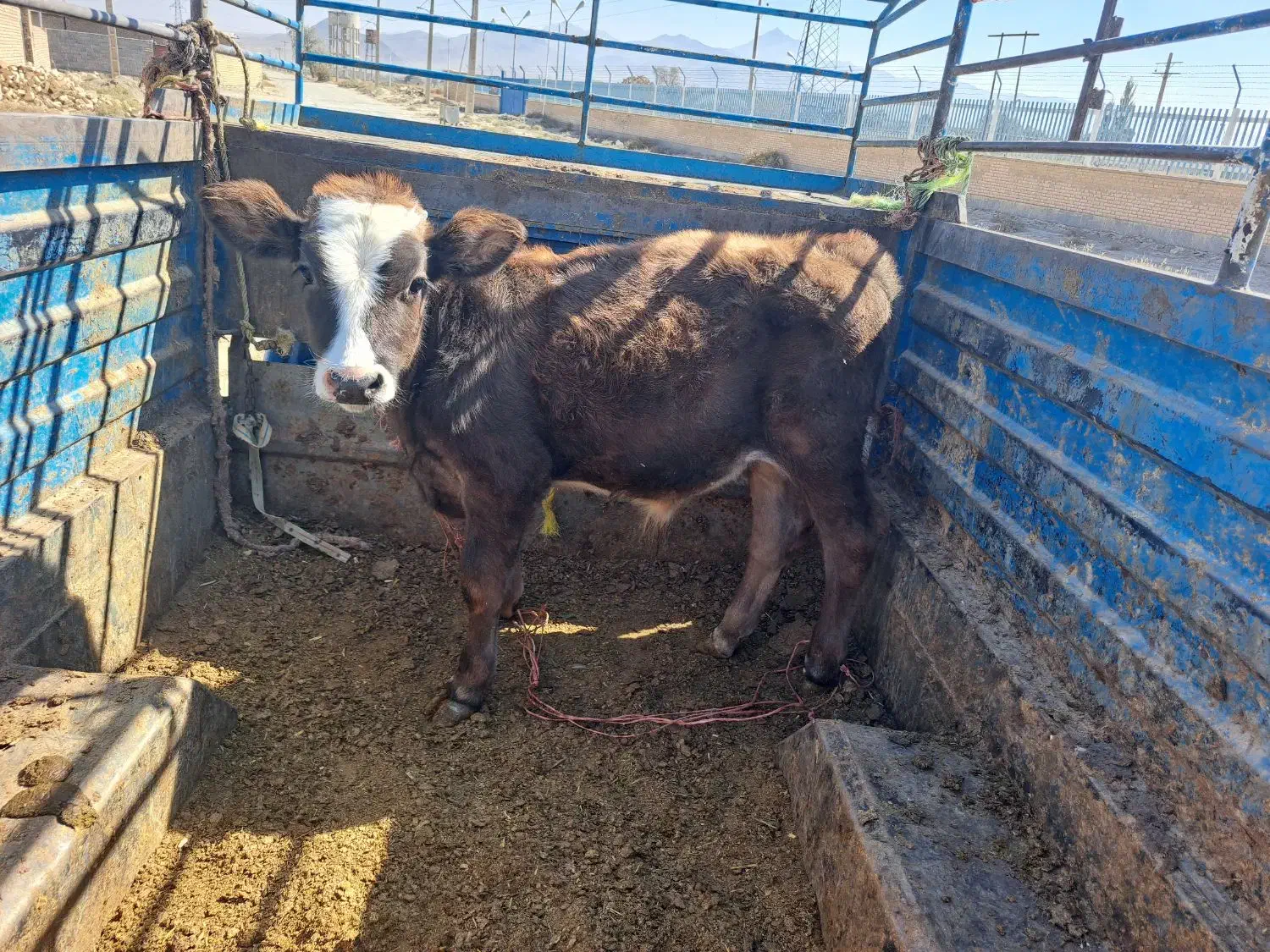 گوساله گاو تلیسه|حیوانات مزرعه|گلپایگان, |دیوار