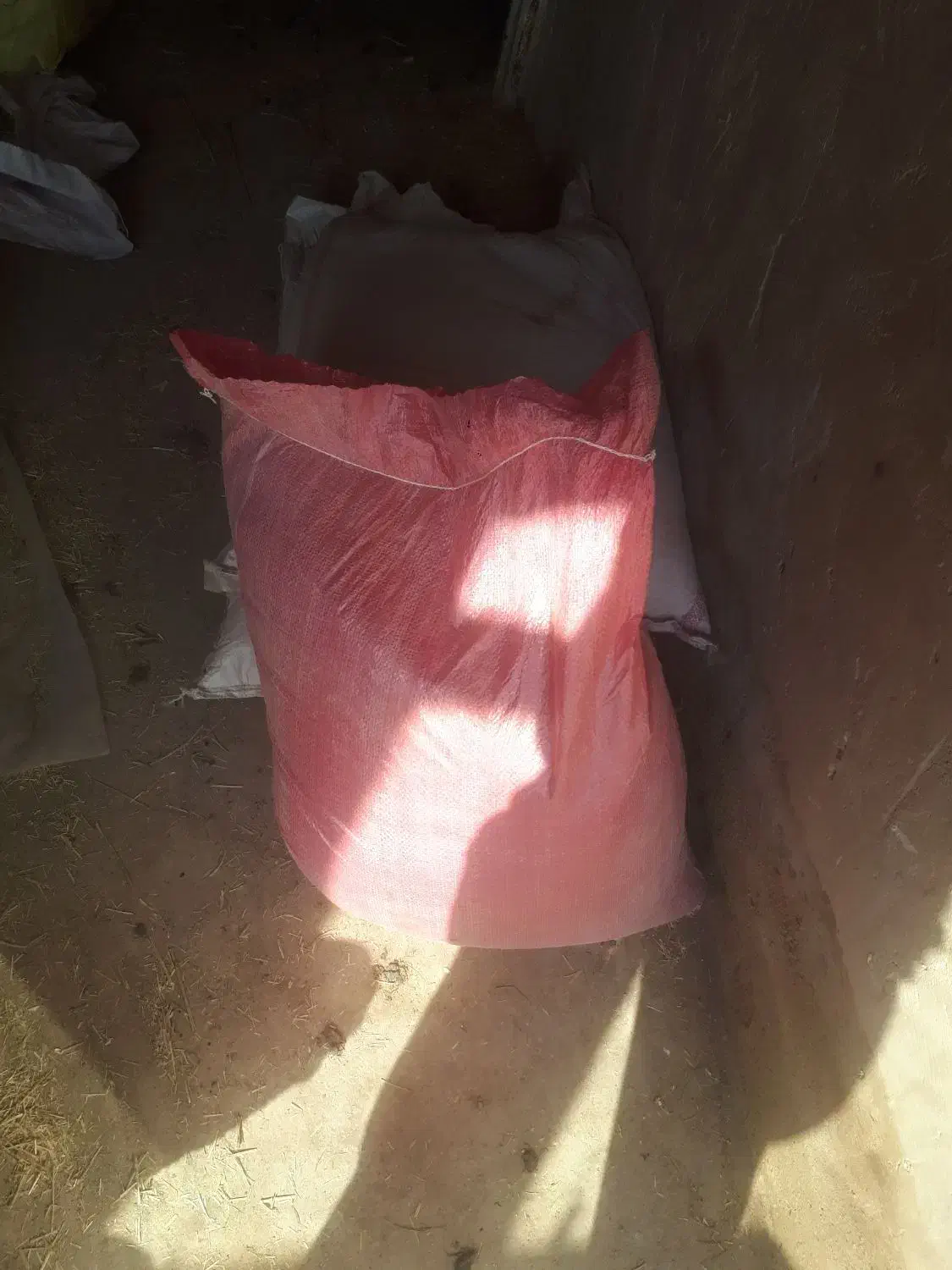 گندم بذری|خدمات باغبانی و درختکاری|خزل, |دیوار