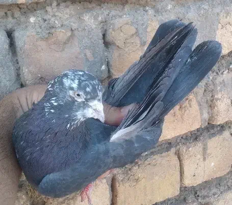 کفتر تیرماهی|پرنده|قم, باغ شازده|دیوار