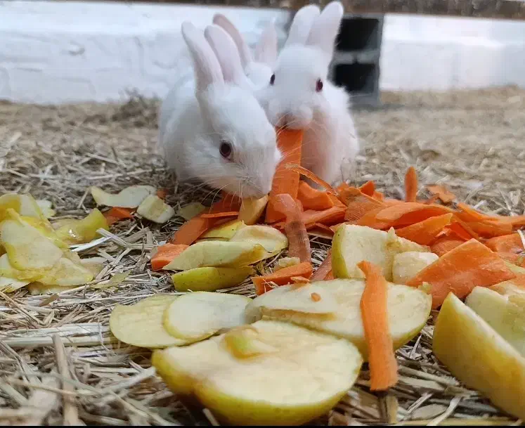 خرگوش|موش و خرگوش|سبزوار, پامنار|دیوار