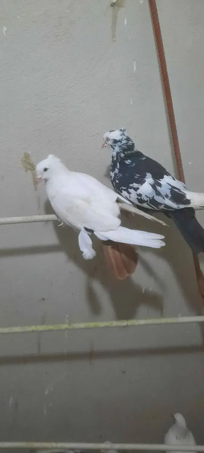 جفت دمبی|پرنده|اهواز, کیان اباد|دیوار