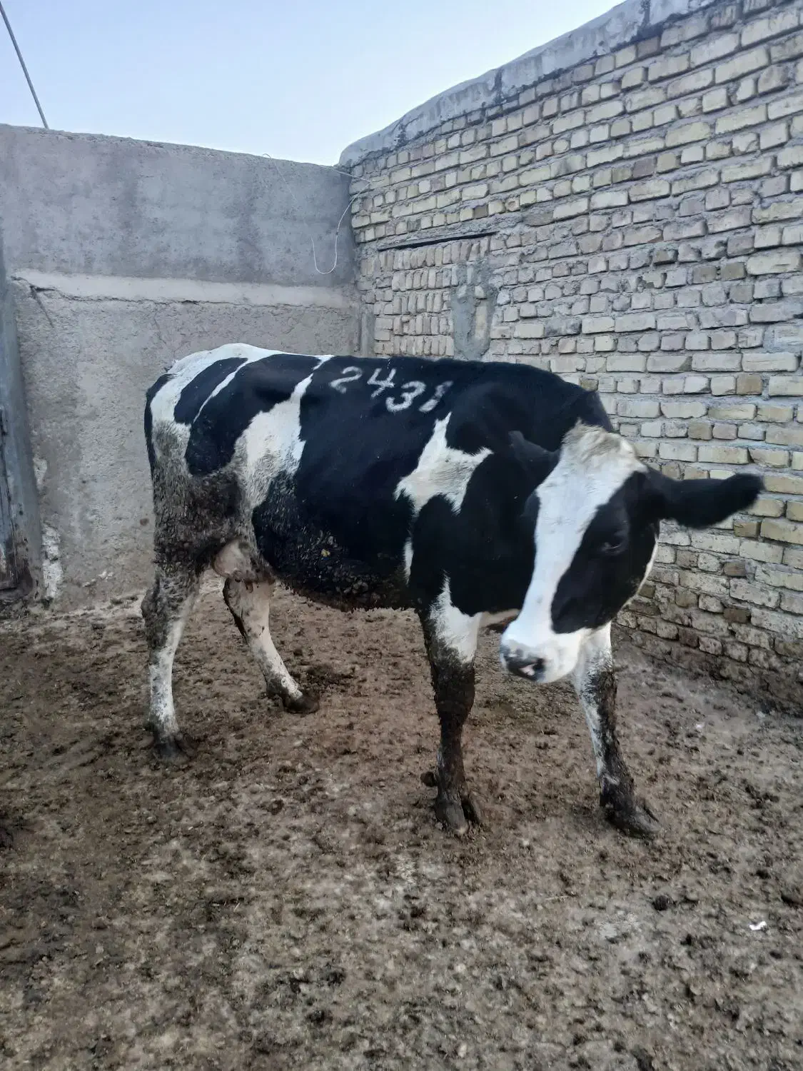 گاو هلشتاین|حیوانات مزرعه|بشاریات, |دیوار