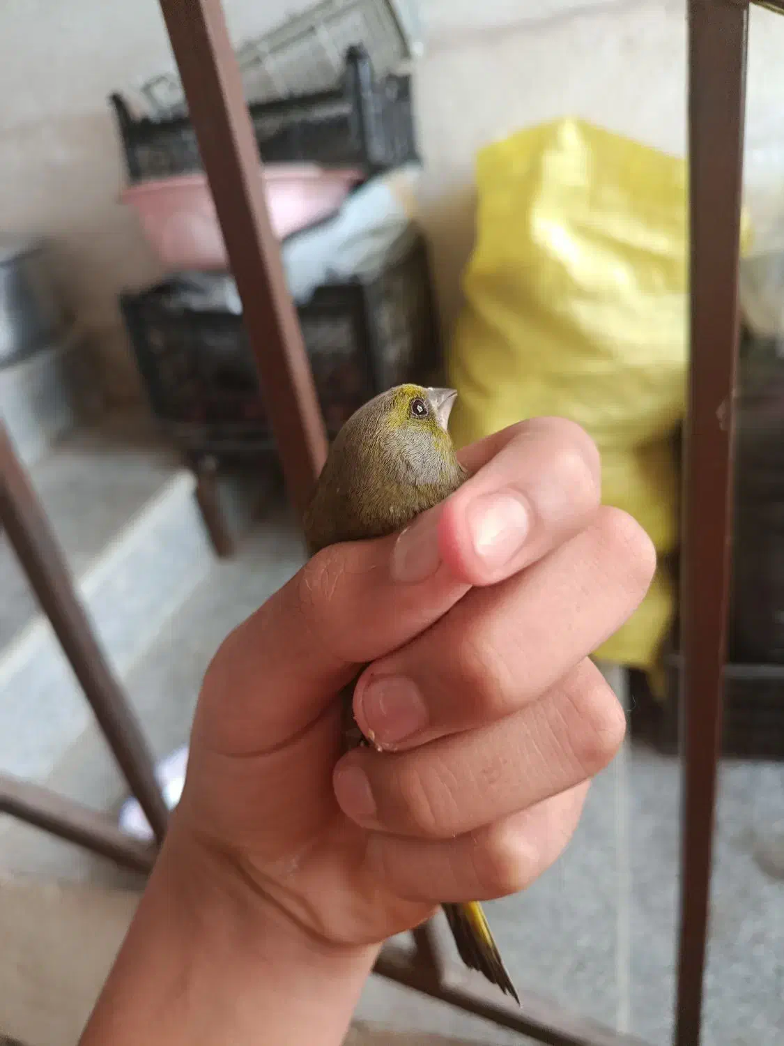 سهره سبز|پرنده|یاسوج, |دیوار