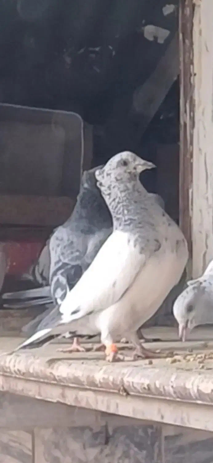 کبوتر گم شده|حیوانات|بروجرد, |دیوار