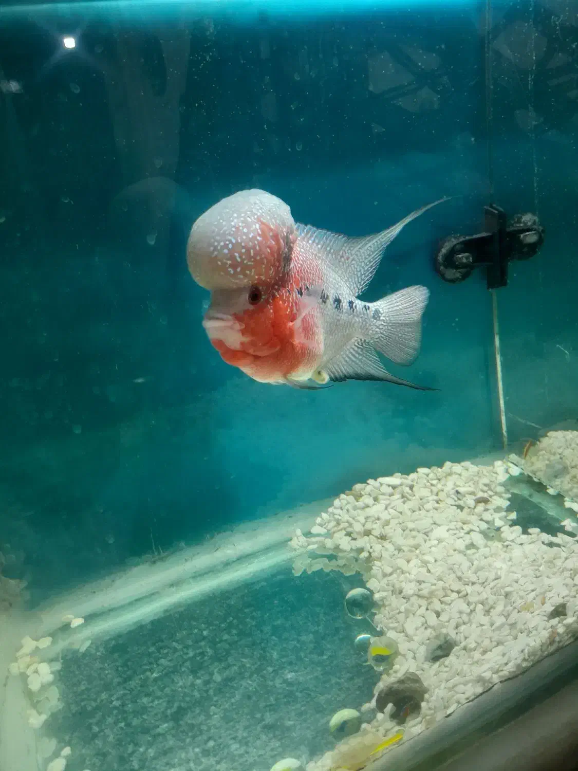 فلاور هورن|ماهی|تهران, والفجر (افسریه)|دیوار