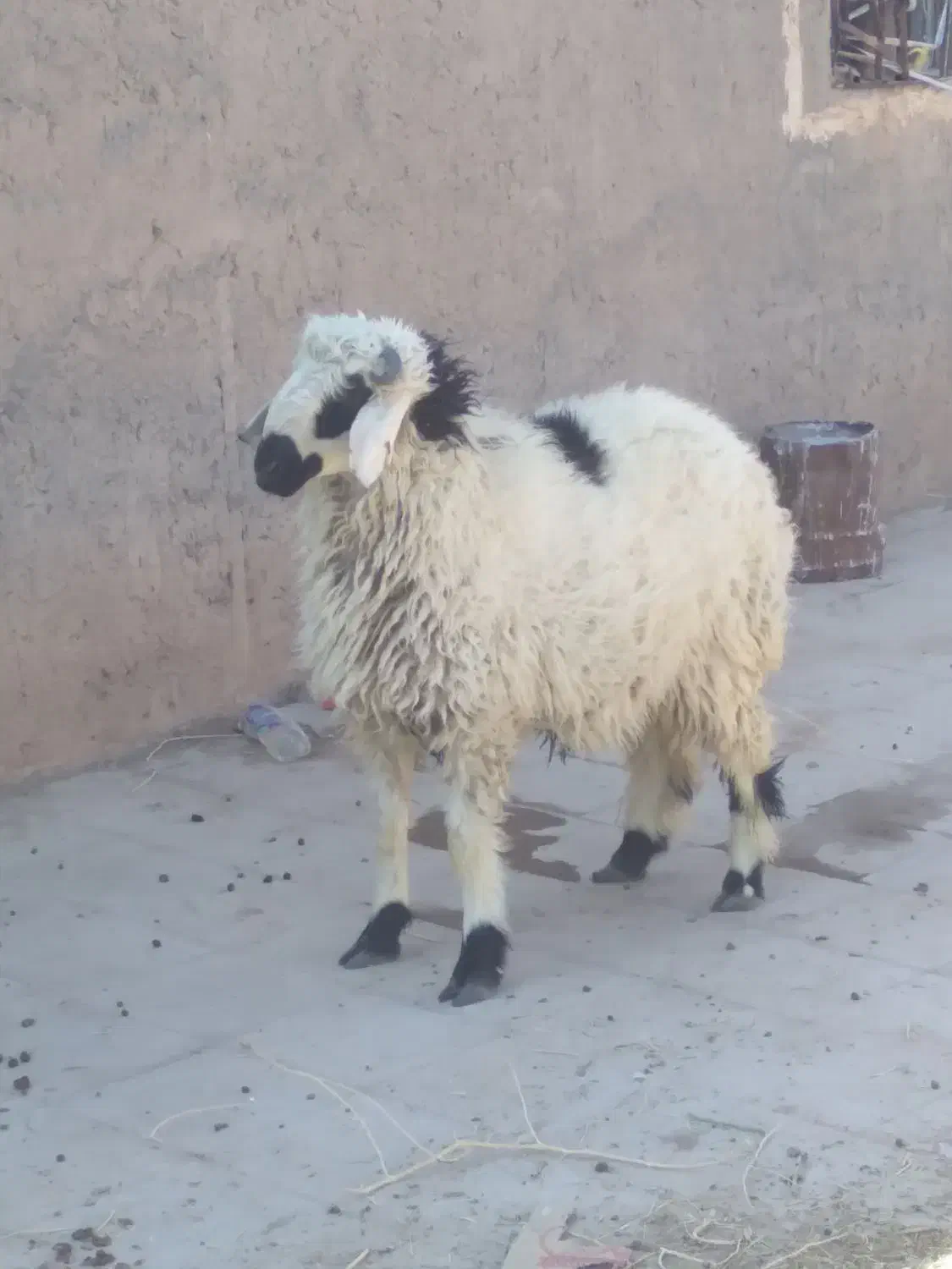 بره نر|حیوانات مزرعه|رفسنجان, |دیوار