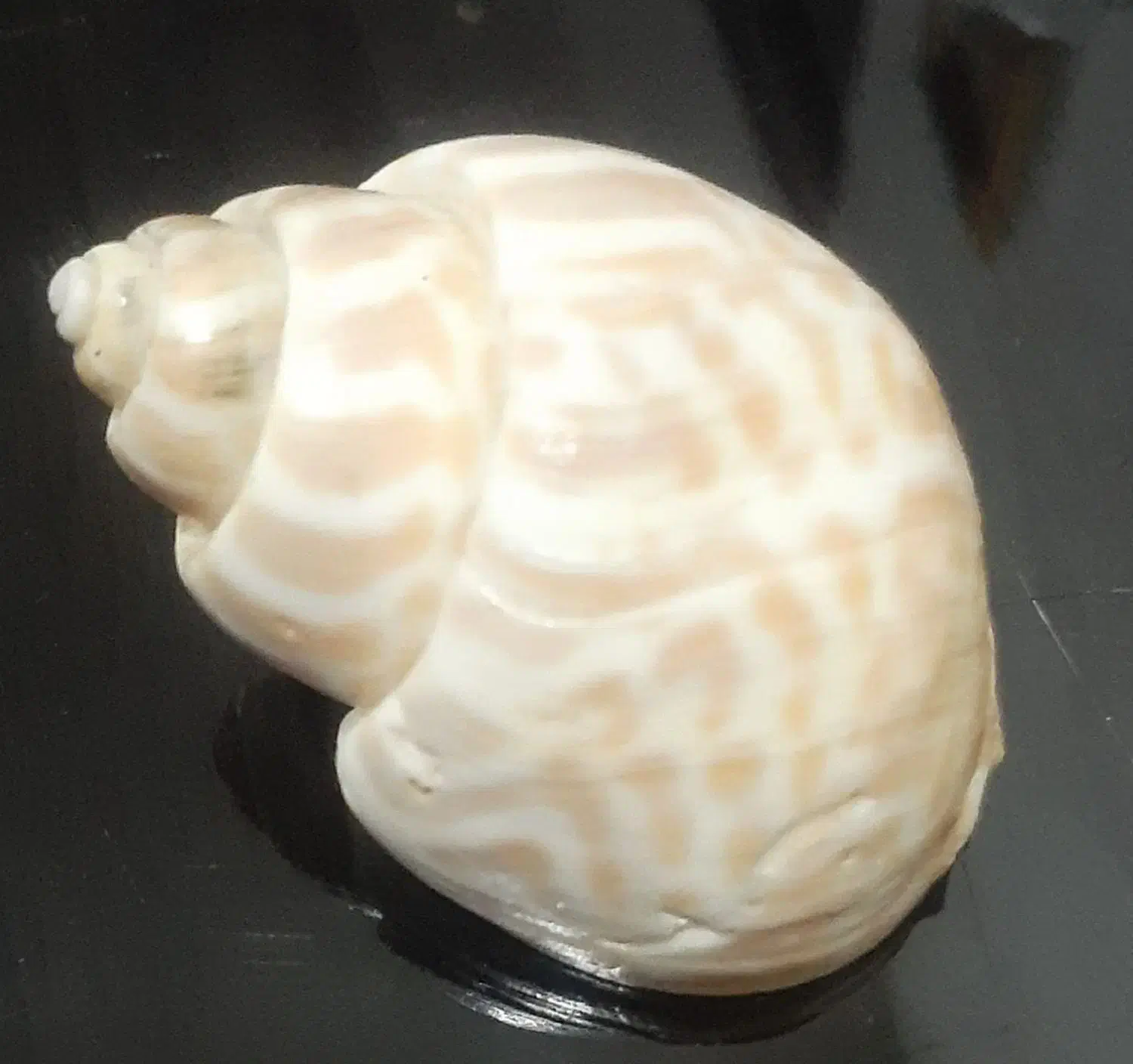 صدفهای‌بزرگ‌دکوری|صنایع دستی و سایر لوازم تزئینی|دماوند, دماوند|دیوار