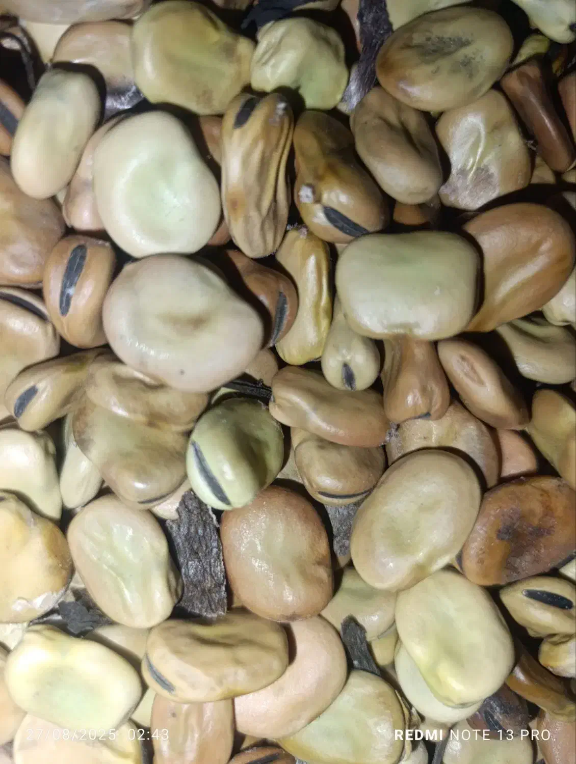 باقلی خشک درجه یک|عمده‌فروشی|گرگان, |دیوار