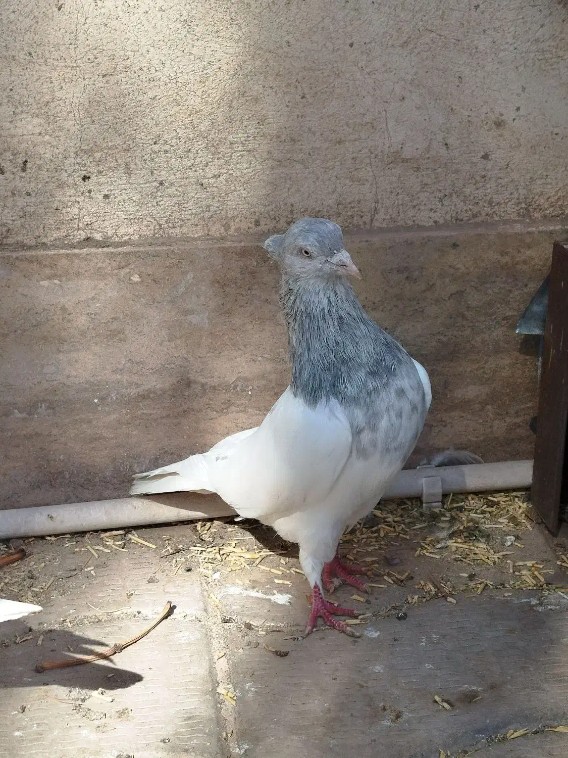 کله ابر|پرنده|بم, |دیوار