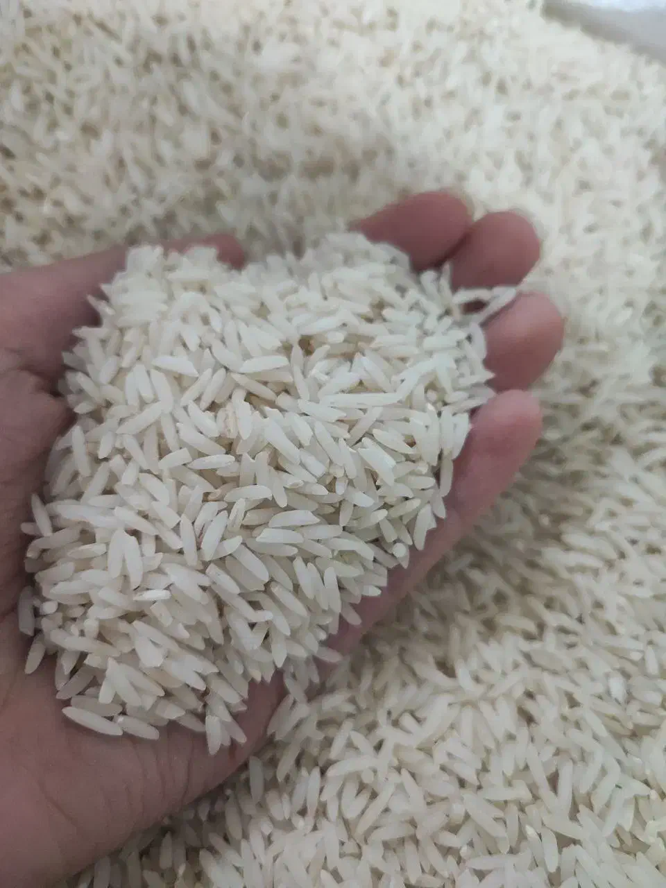 برنج طارم دم سیاه مینودشت درجه یک آب چشمه|خوردنی و آشامیدنی|مینودشت, |دیوار