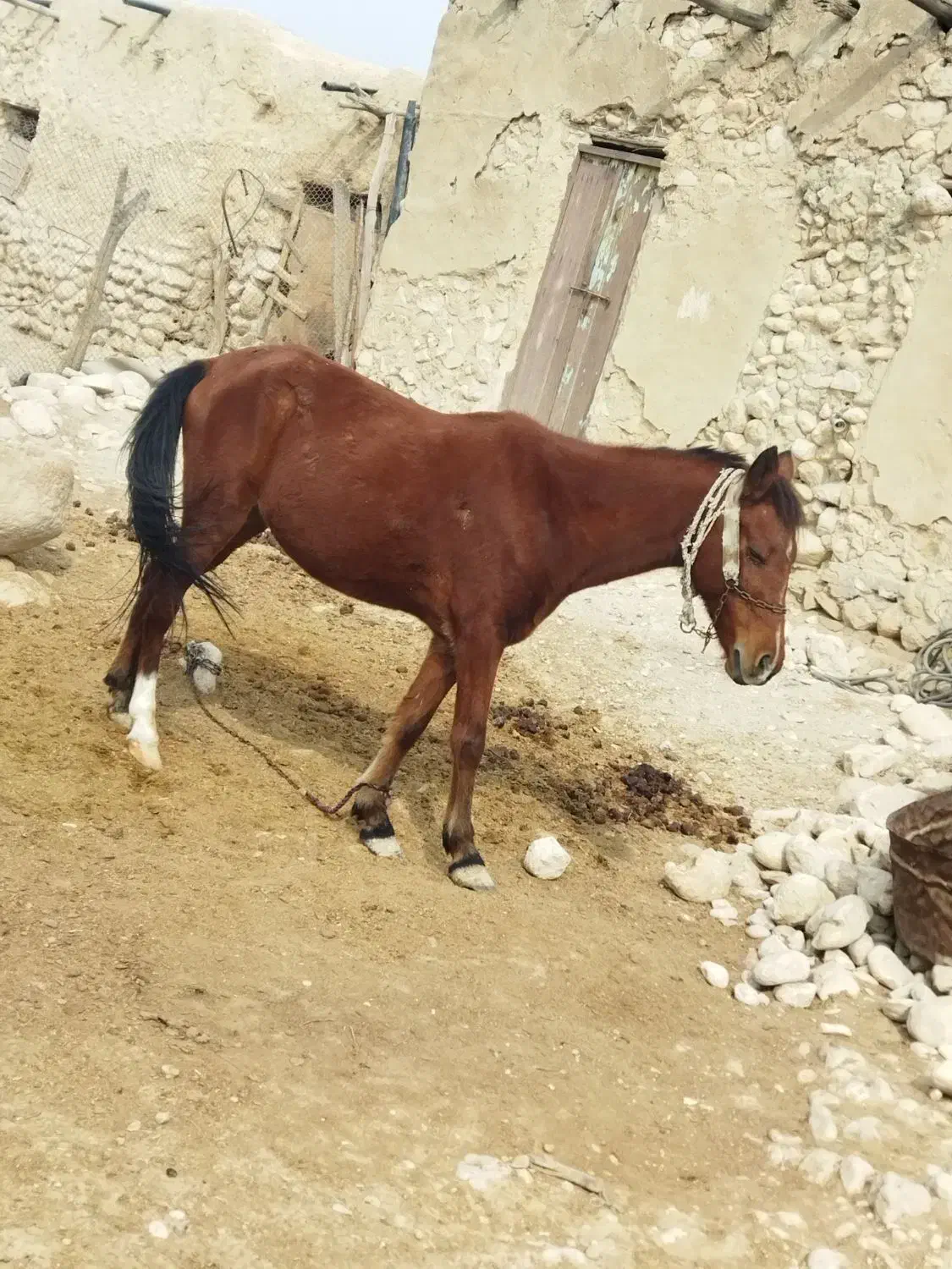 اسب مادیان|اسب و تجهیزات اسبسواری|بندر دیر, |دیوار