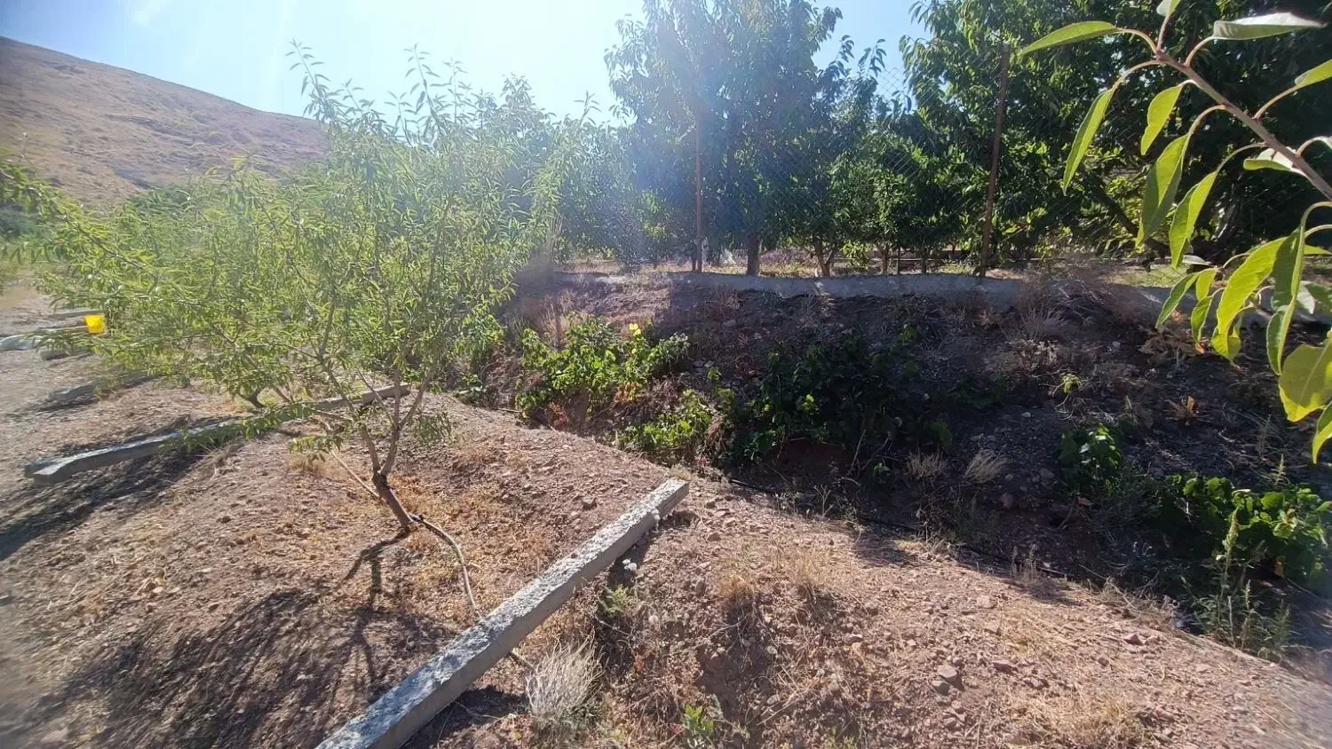 باغ ۲۰۰۰ متری در منطقه خوش آبوهوای سیوان|فروش دفتر صنعتی، کشاورزی، تجاری|مرند, |دیوار