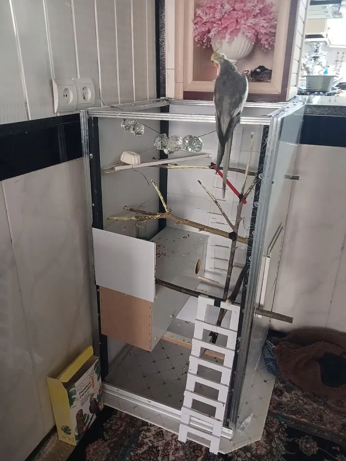 قفسه|پرنده|جوانرود, |دیوار