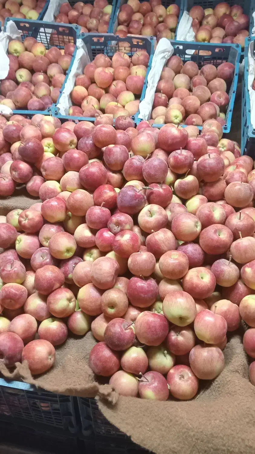 سیب درختی|خوردنی و آشامیدنی|قم, زند آباد|دیوار