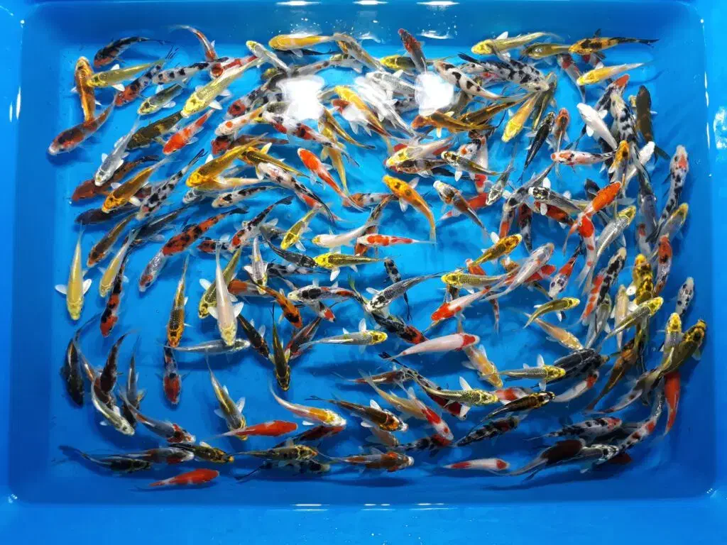 کوی بلک و یامابوکی|ماهی|تهران, اسکندری|دیوار