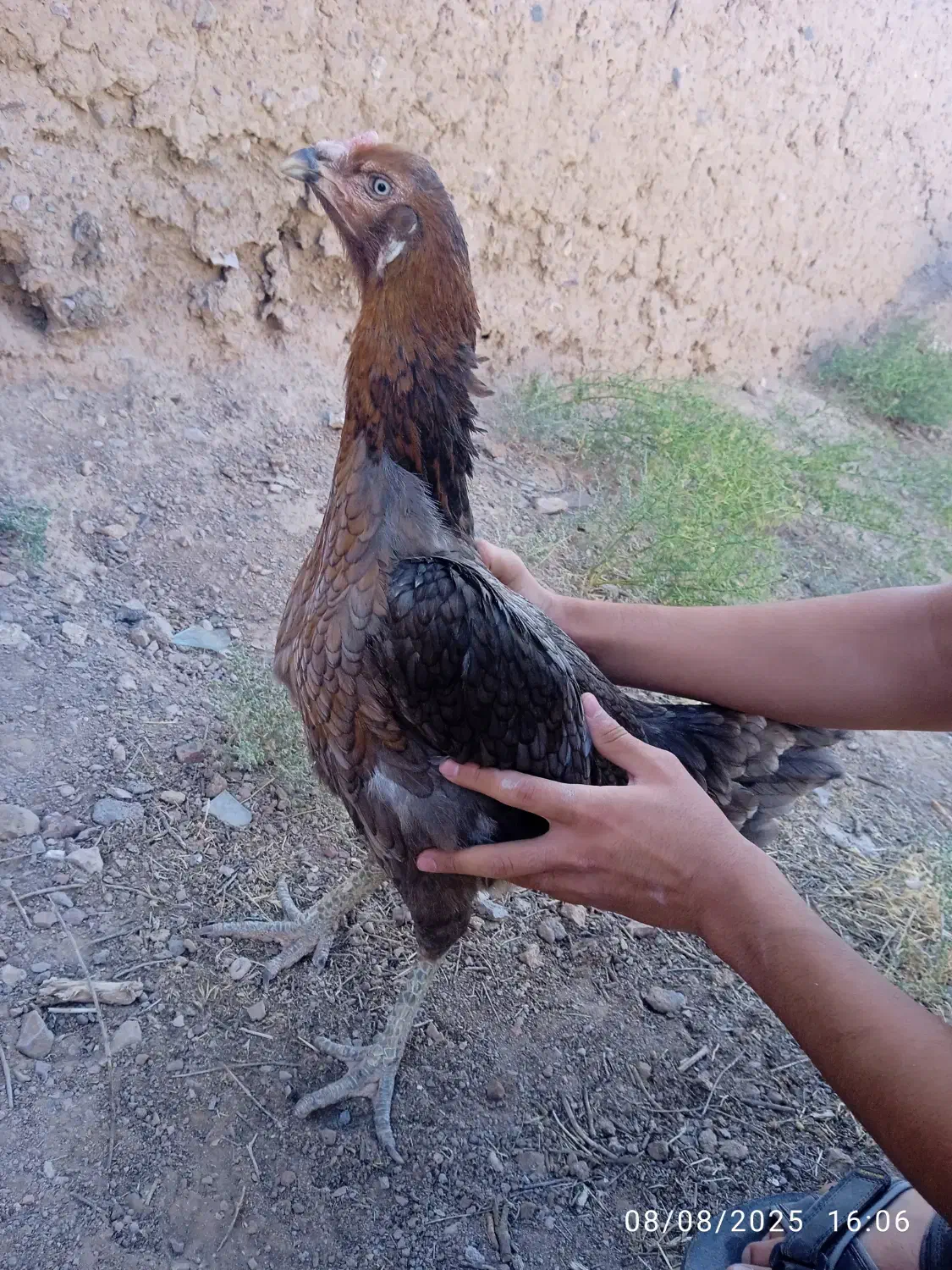 مرغ محلی و لاری|حیوانات مزرعه|خواف, |دیوار