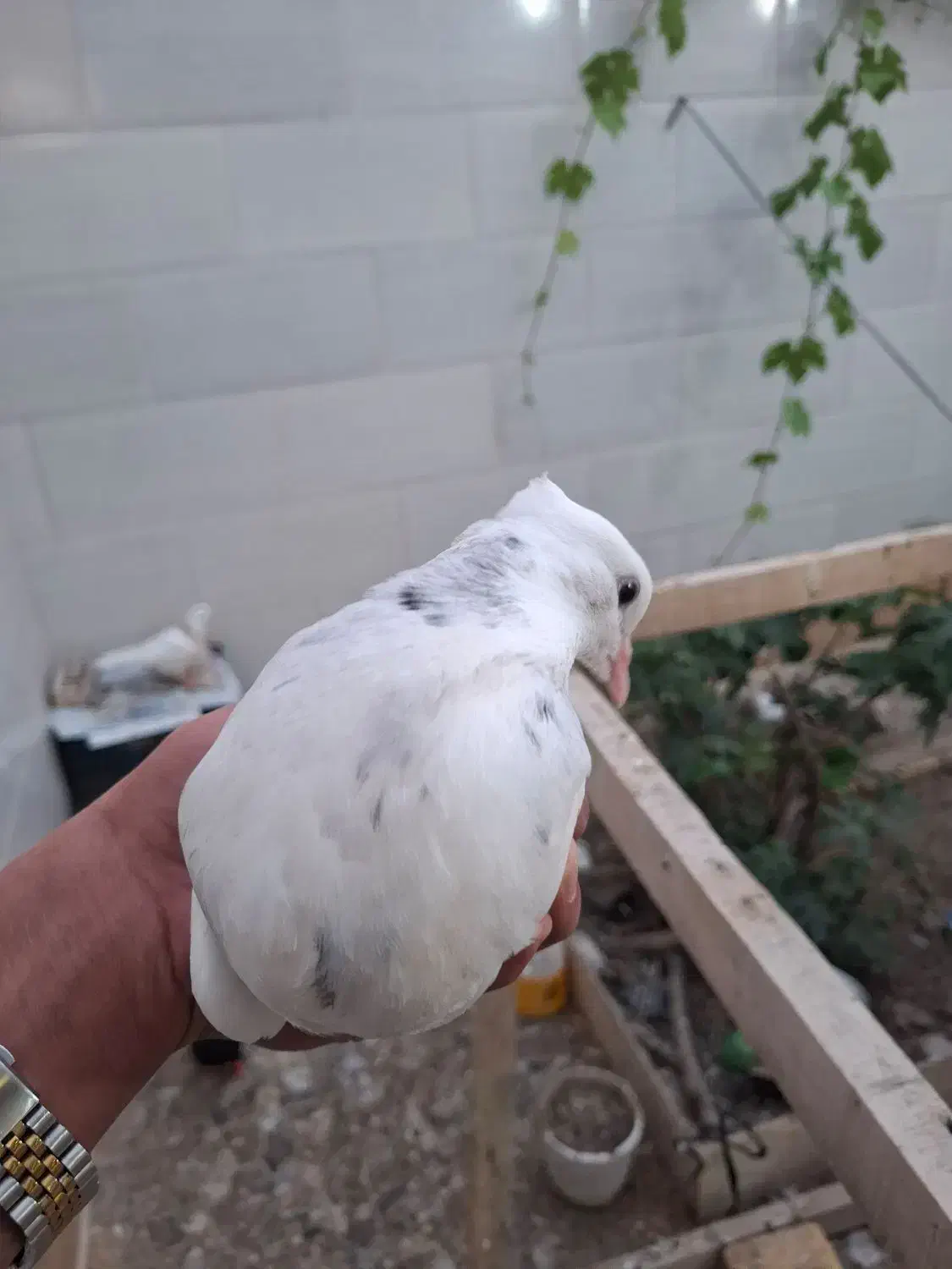 طوقی|پرنده|خرمشهر, |دیوار