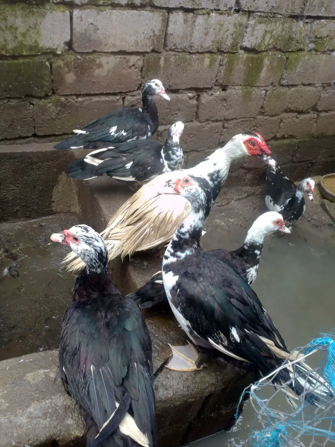 اردک اسرائیلی بالغ|حیوانات مزرعه|سنگر, |دیوار