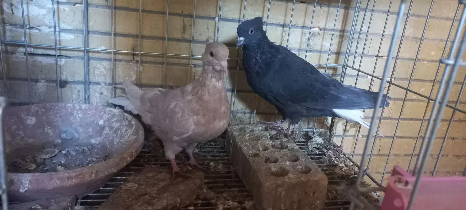 کفتر دم سفید|پرنده|شاهین‌شهر, شهرک گلدیس|دیوار