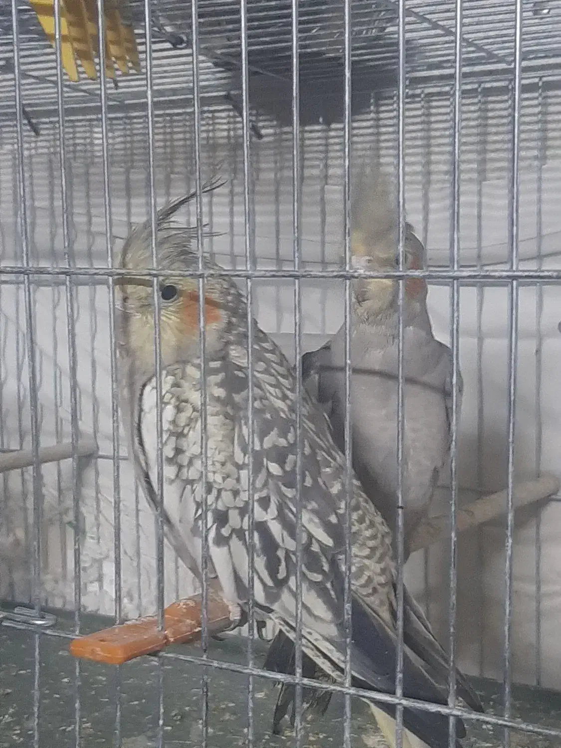 عروس هلندی|پرنده|اسلام‌شهر, شهرک احمدیه|دیوار