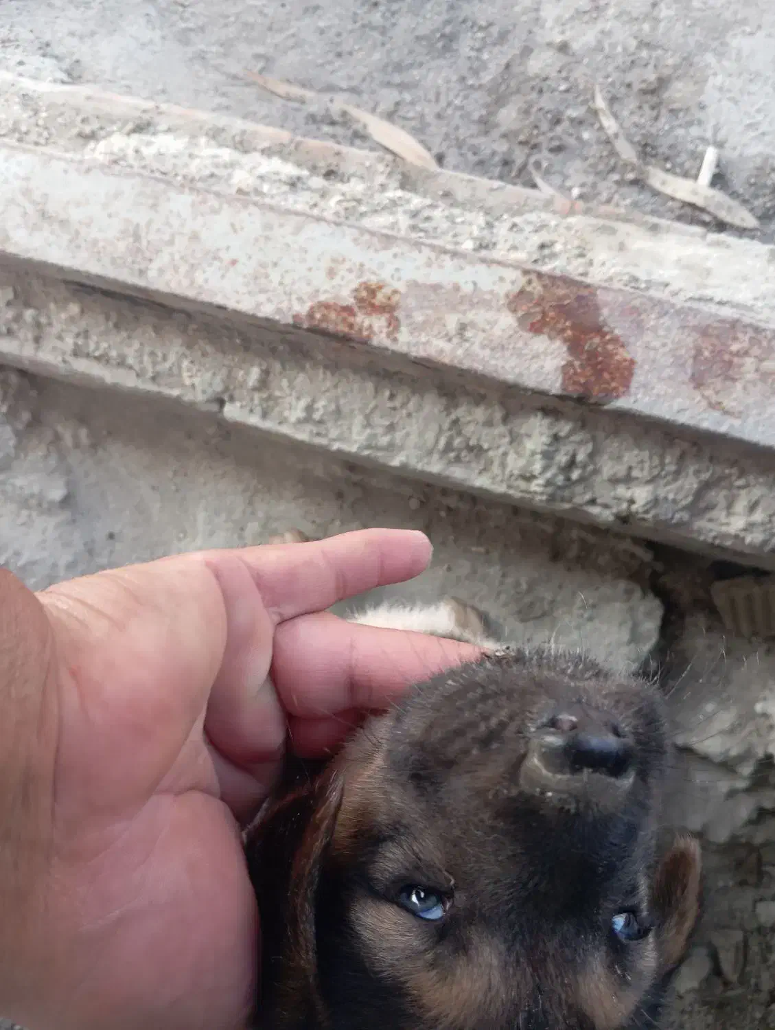 ۲توله ژرمن با مادر|سگ|بهشهر, |دیوار