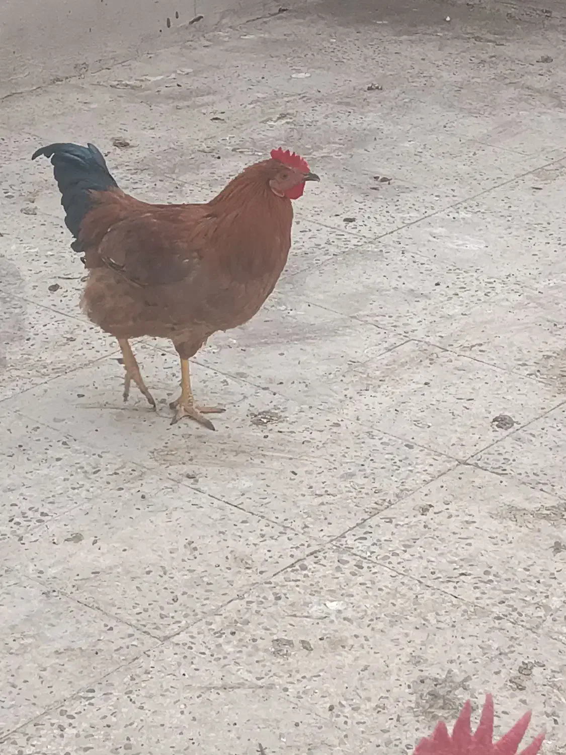 خروس محلی|حیوانات مزرعه|رباطکریم, شترخوار|دیوار