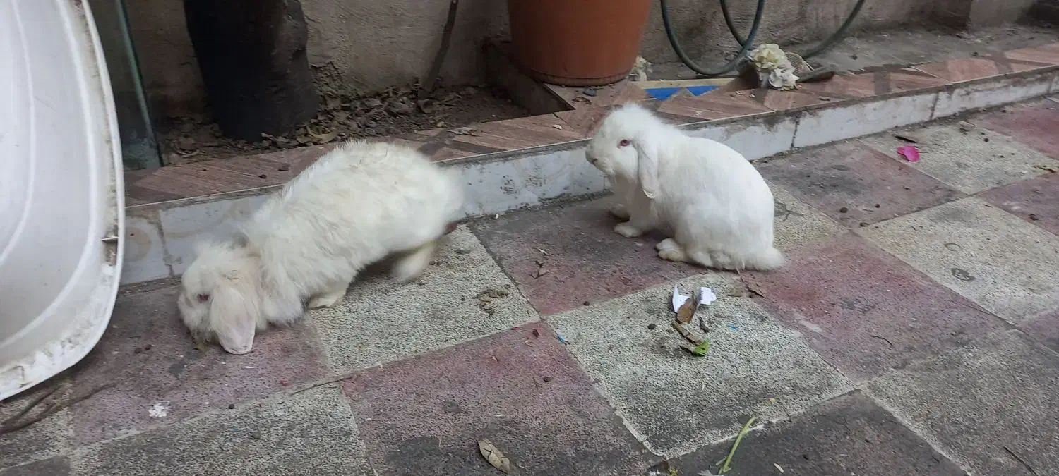 خرگوش لوپ بالغ و ماده|موش و خرگوش|گرگان, |دیوار