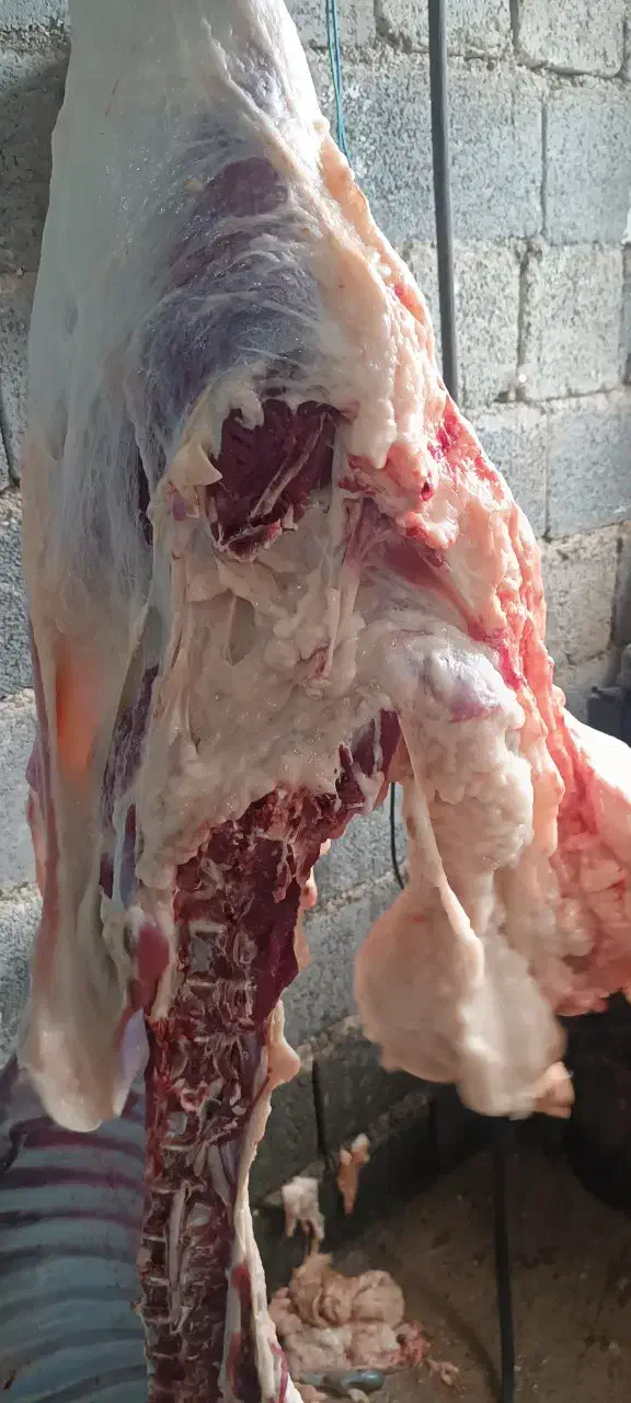 قصابی صداقت دراسرع وقت درخدمت همشهریان عزیزمیباشد|خدمات پیشه و مهارت|نیشابور, شهرک زرگران|دیوار