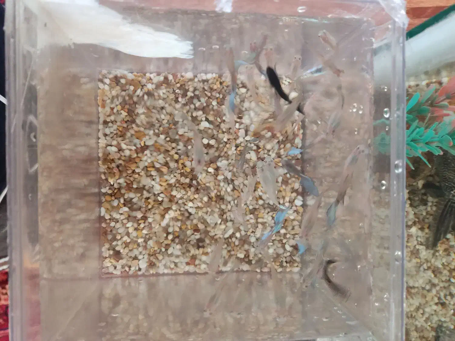 ماهی آکواریوم گوپی|ماهی|اهر, |دیوار