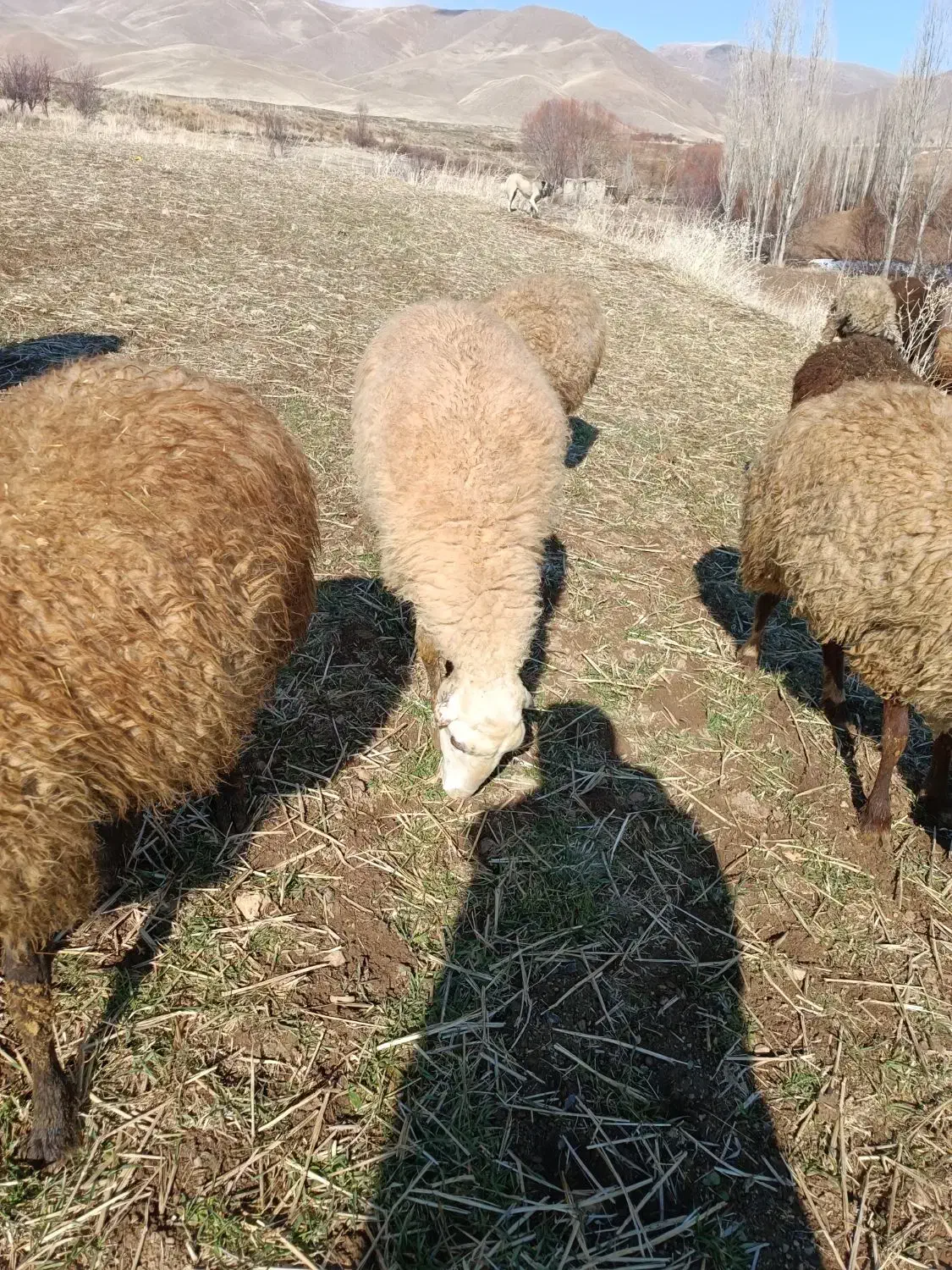 گوسفند|حیوانات مزرعه|موچش, |دیوار