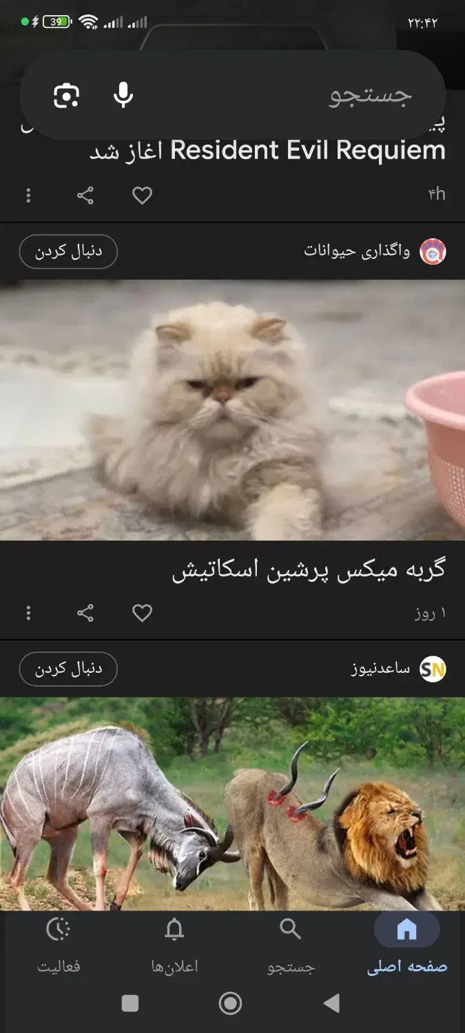 گربه پرشین 11ماه لوازم کامل قیمت 10 نر|گربه|آستارا, |دیوار