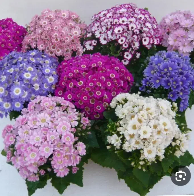 گل سینره امسال|گل و گیاه طبیعی|تالش, هشتپر|دیوار