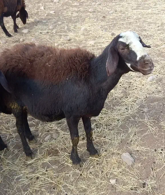 شیشک کله سفید یه دندون|حیوانات مزرعه|زاغه, |دیوار