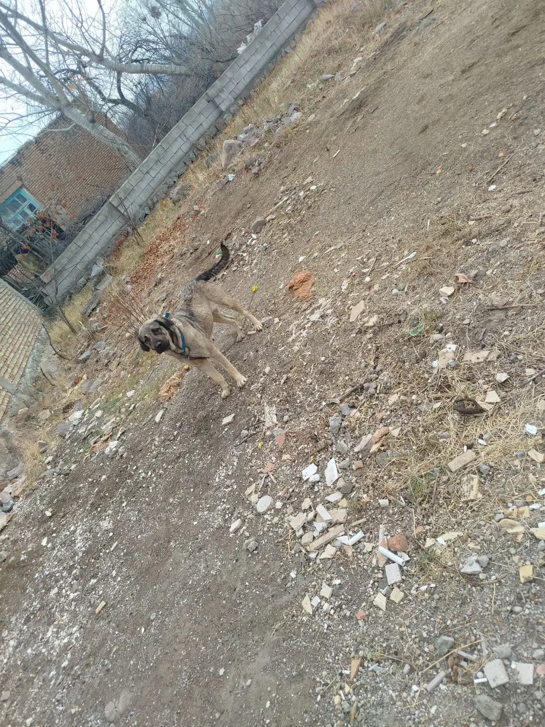 ماده عراقی|سگ|مشگین شهر, |دیوار