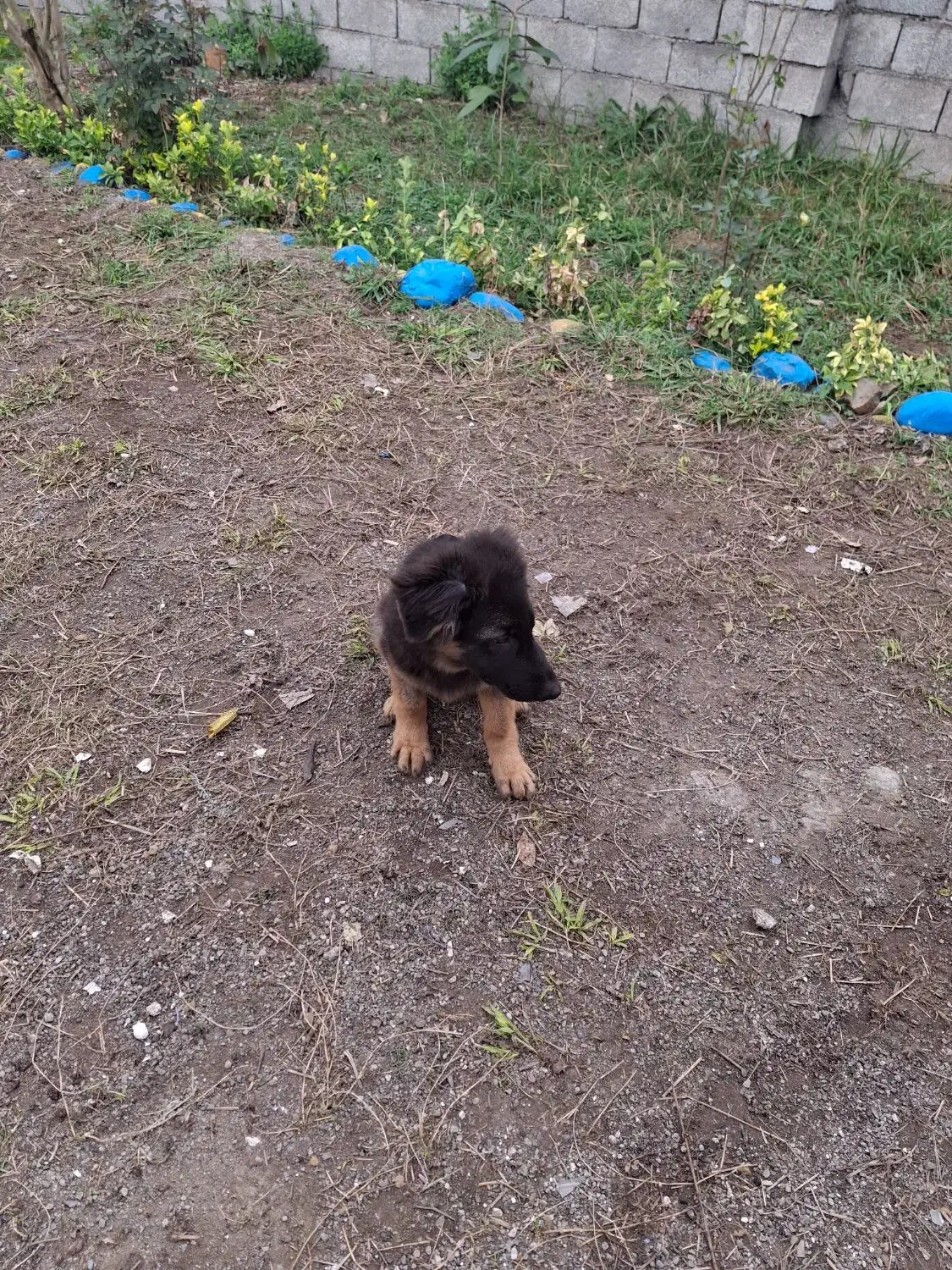 سگ ژرمن|سگ|اردبیل, |دیوار