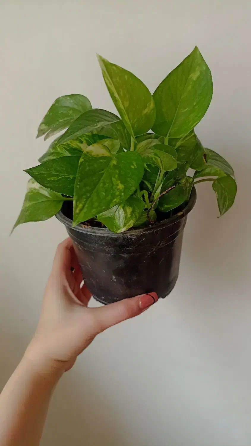 پتوس طبیعی|گل و گیاه طبیعی|نکا, |دیوار