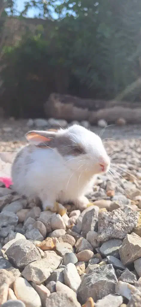 خرگوش|موش و خرگوش|دزفول, |دیوار