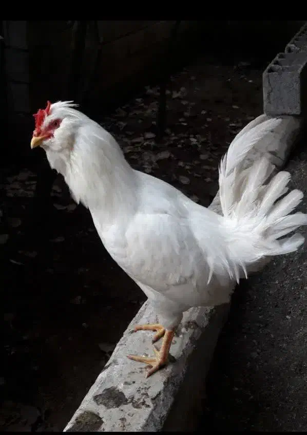 خروس گلین اصیل|حیوانات مزرعه|شلمان, |دیوار