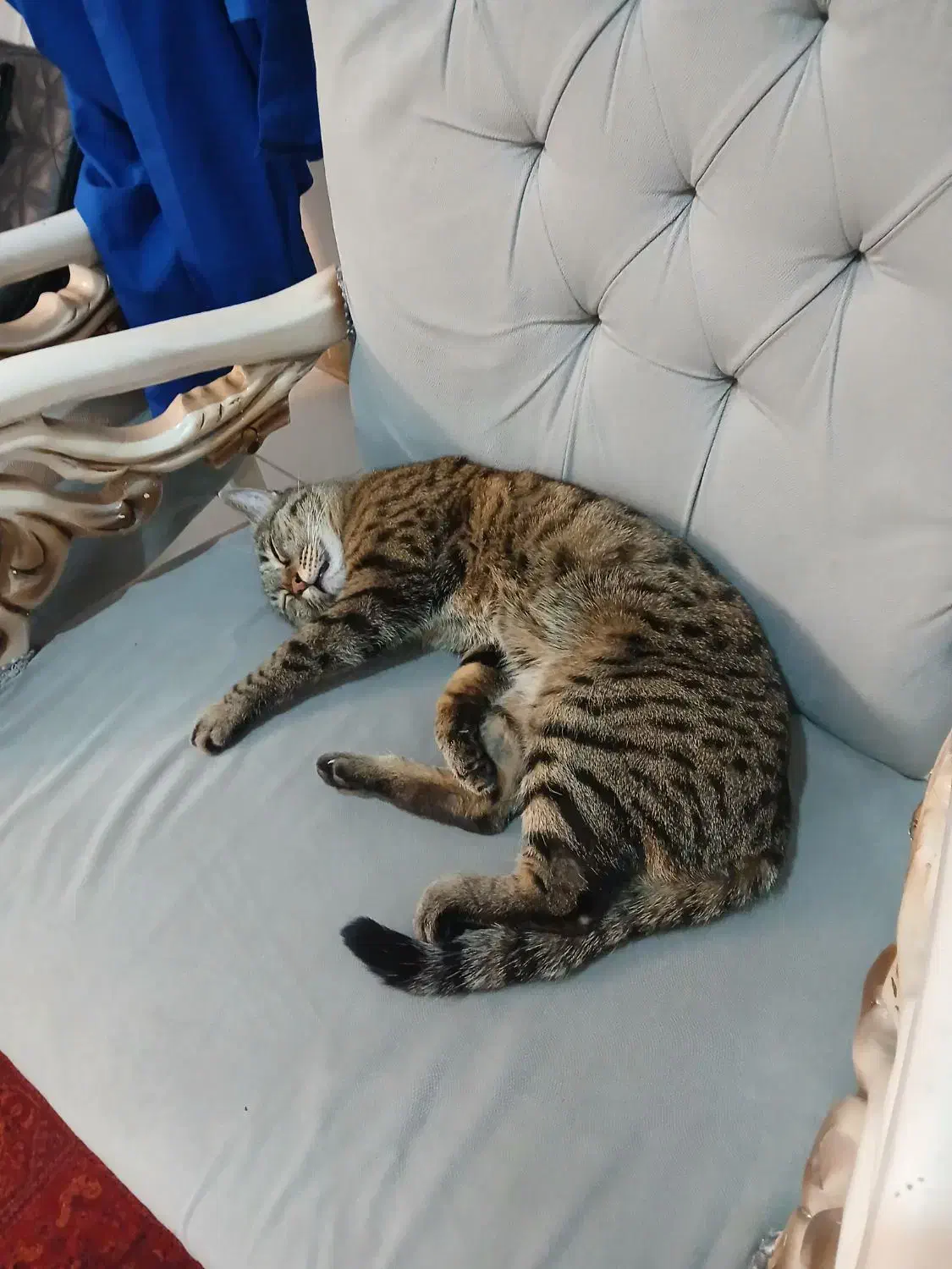 واگذاری گربه اقیم ماده|گربه|رودهن, |دیوار