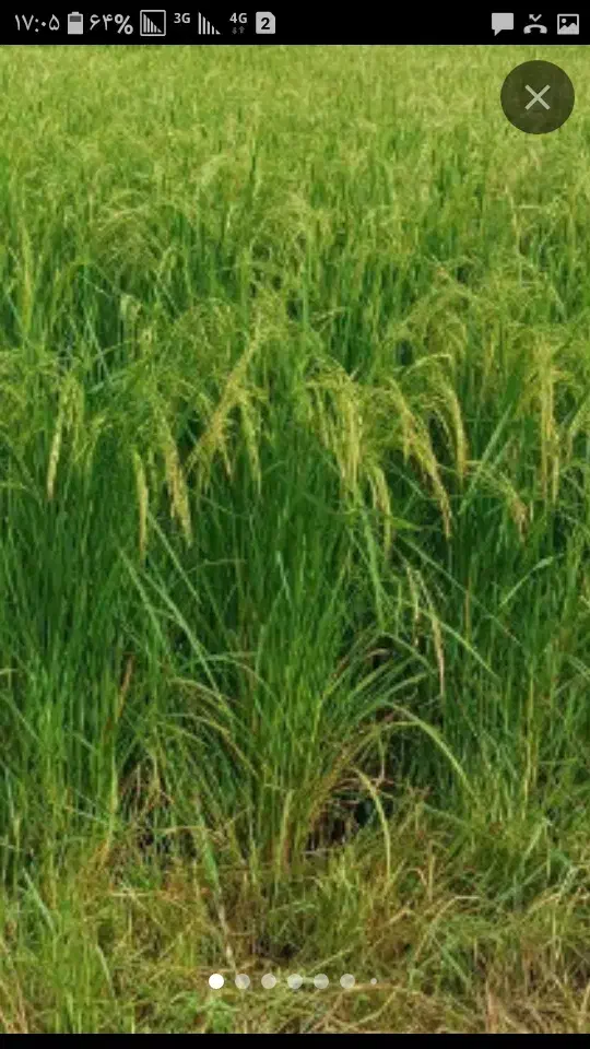 فروش زمین کشاورزی|فروش دفتر صنعتی، کشاورزی، تجاری|اصفهان, براآن شمالی|دیوار