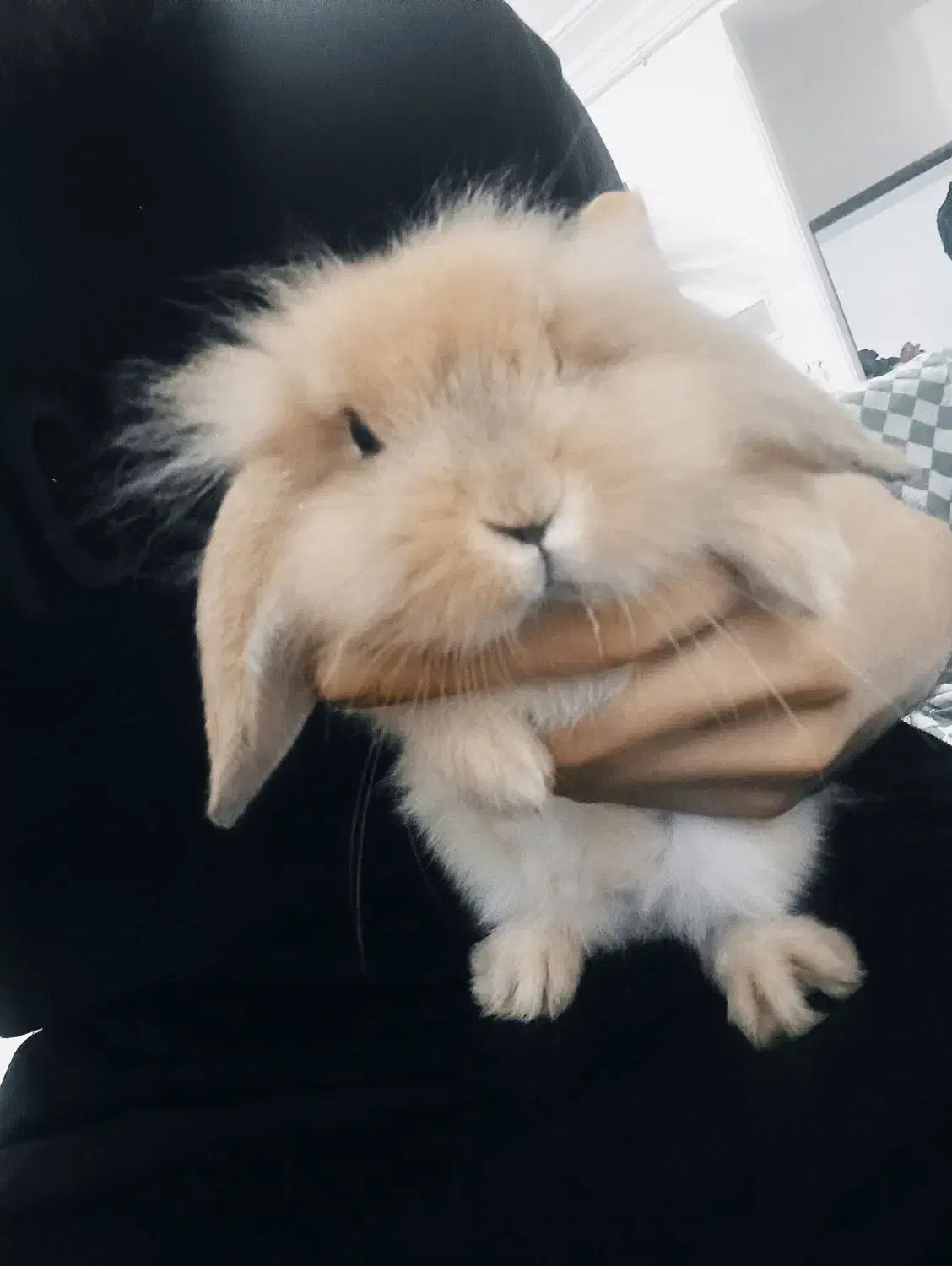 خرگوش لوپ خوشمزه|موش و خرگوش|قائمشهر, |دیوار