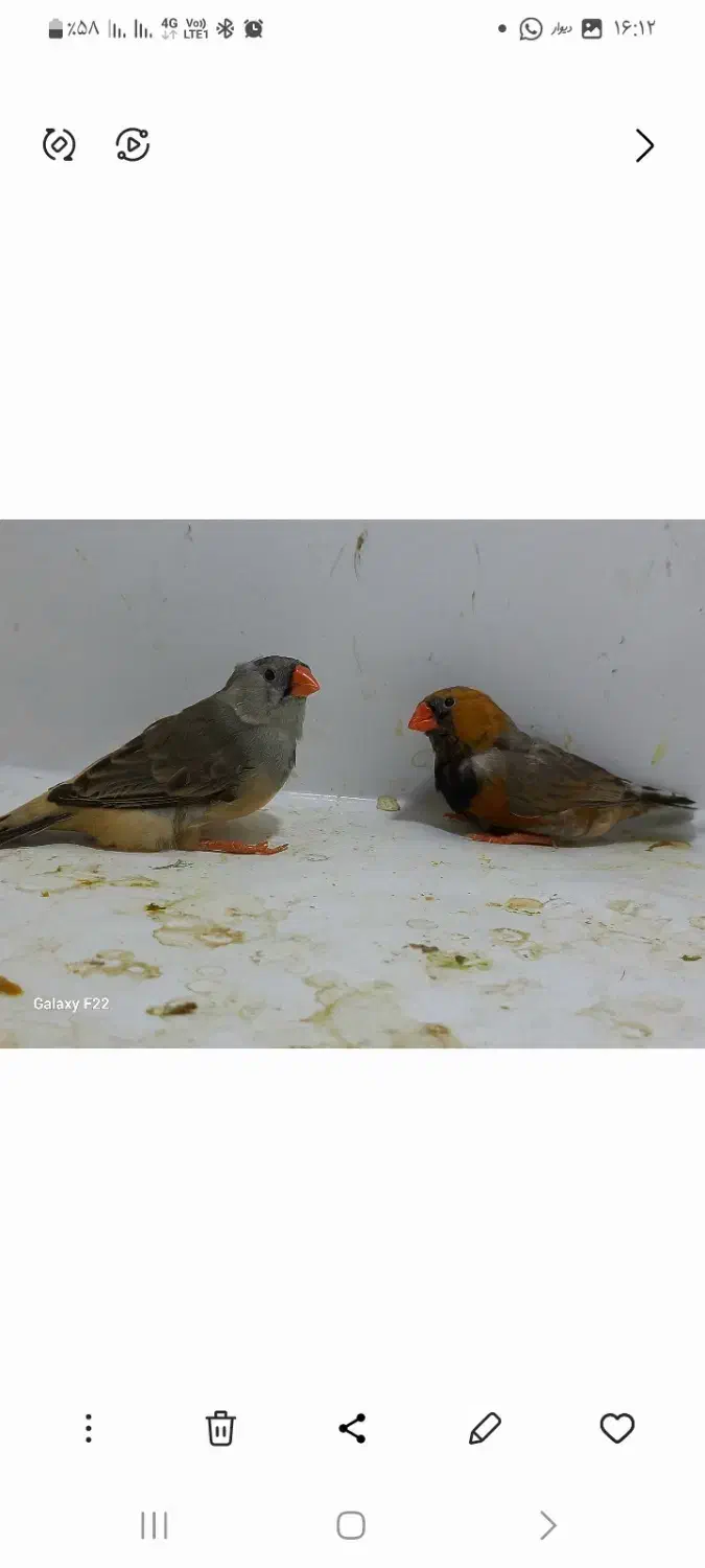 فنچ کینگ|پرنده|هشتگرد, هشتگرد قدیم|دیوار