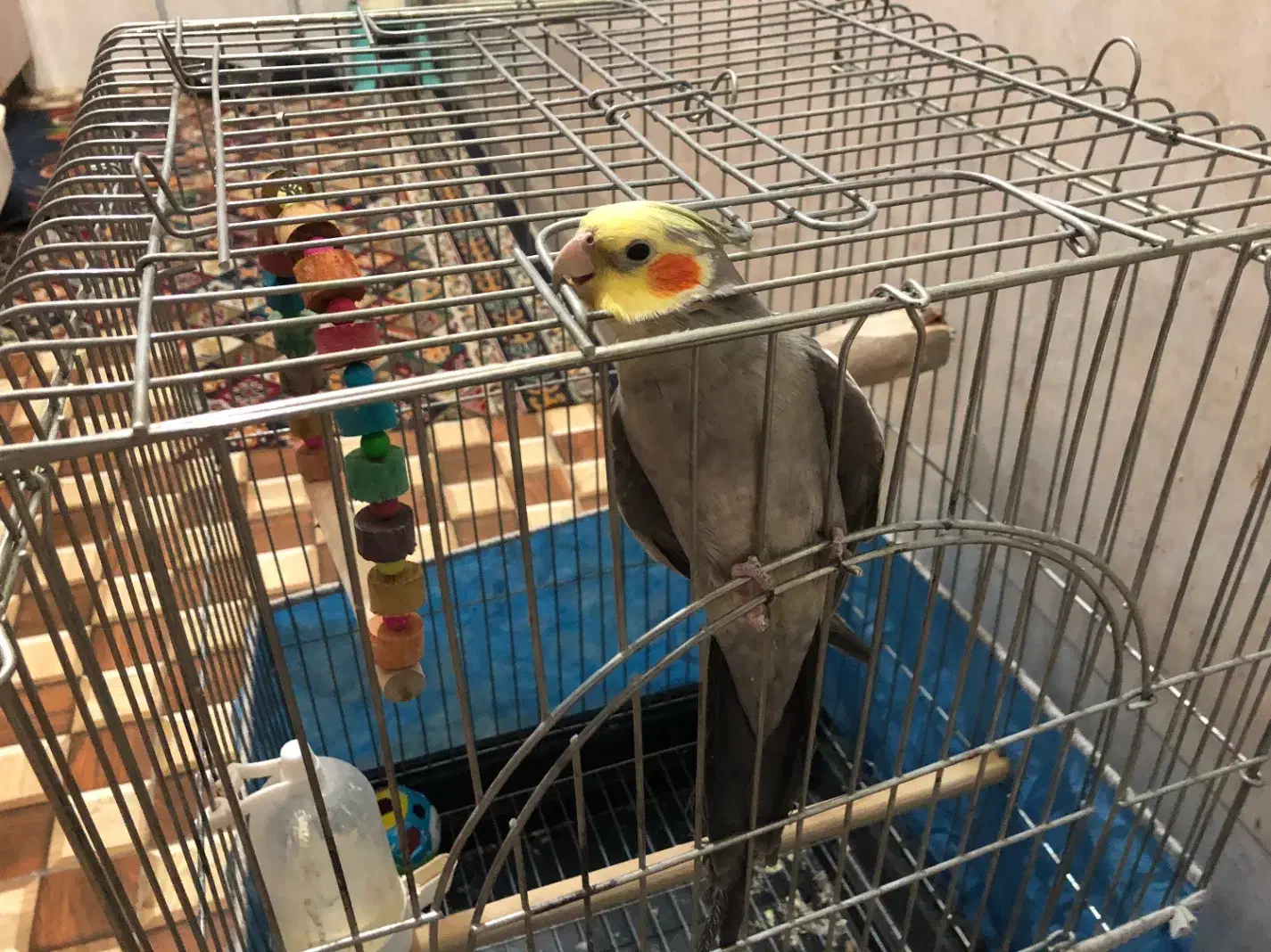 پرنده|پرنده|اهواز, کوی ایثار|دیوار