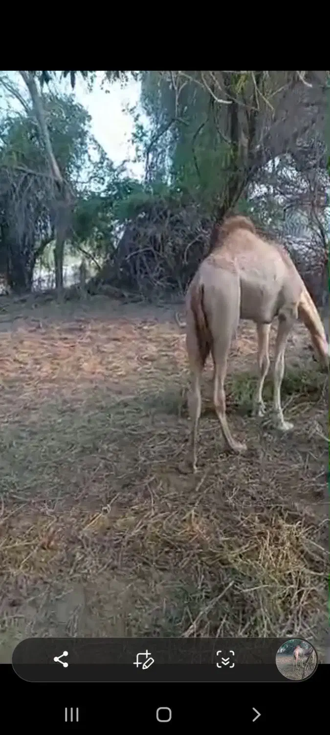 شتر نر پاکستانی داشتی|حیوانات مزرعه|میناب, |دیوار